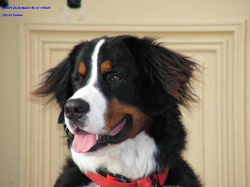 Bandit dit bud du domaine du roi richard