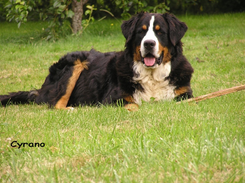 Cyrano du domaine du roi richard