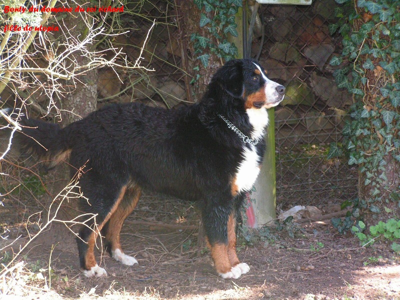 Bounty du domaine du roi richard