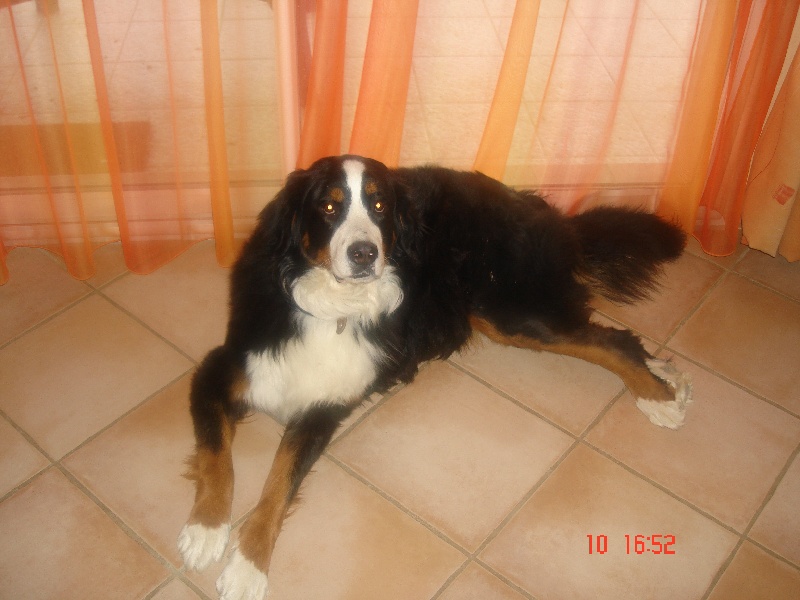 Baya du domaine du roi richard