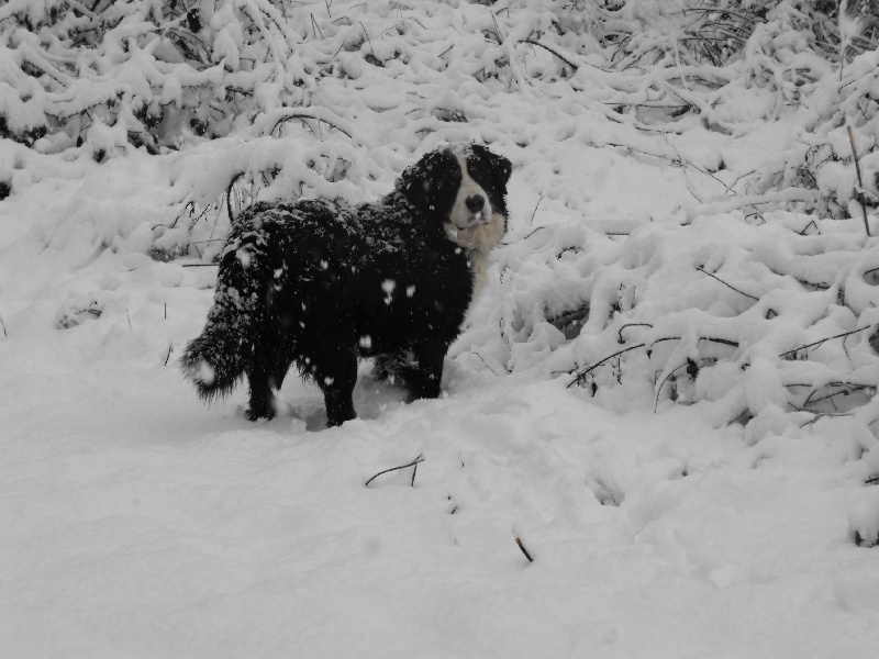 Alaska du domaine du roi richard