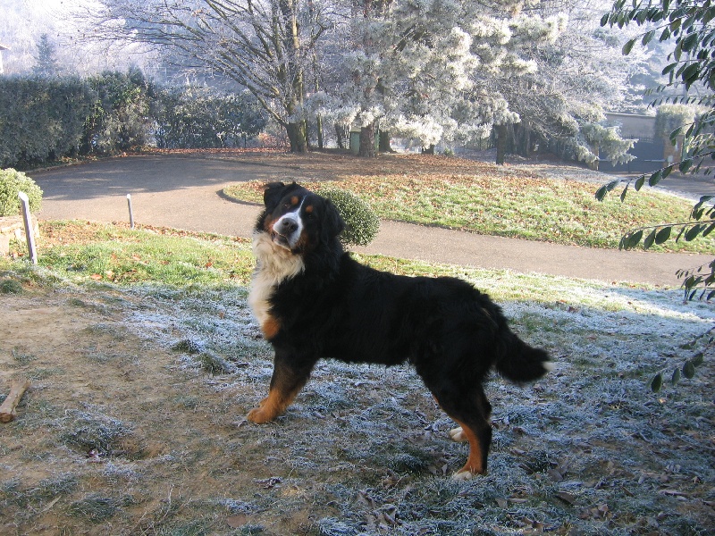 Benji du domaine du roi richard