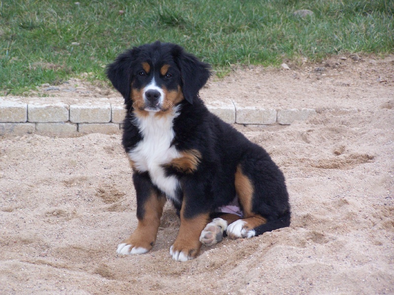 Dakota du domaine du roi richard