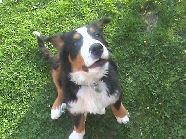 Daisy du domaine du roi richard