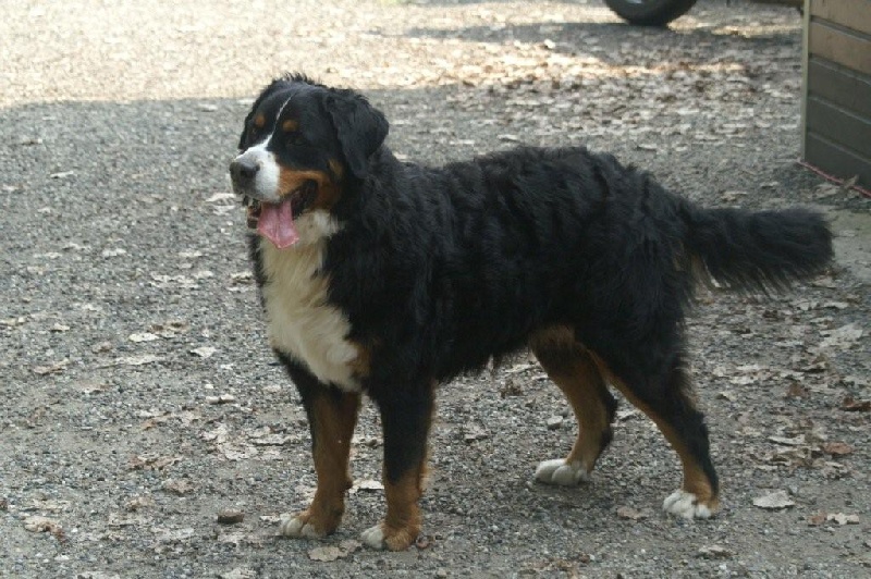 Camelle du domaine du roi richard