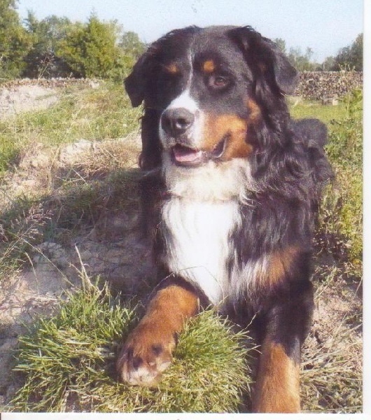 Dalton du domaine du roi richard