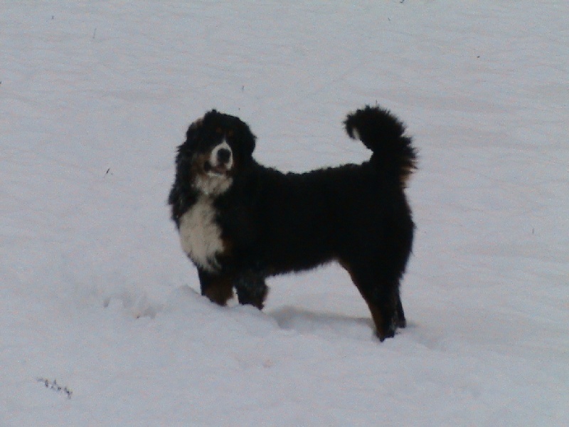 Daisy du domaine du roi richard