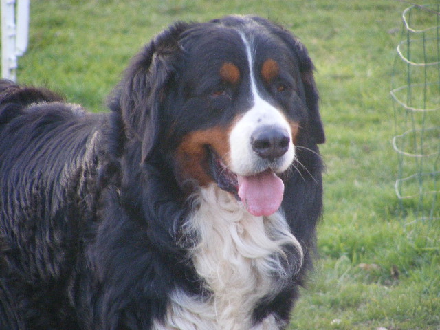 Arthur du domaine du roi richard