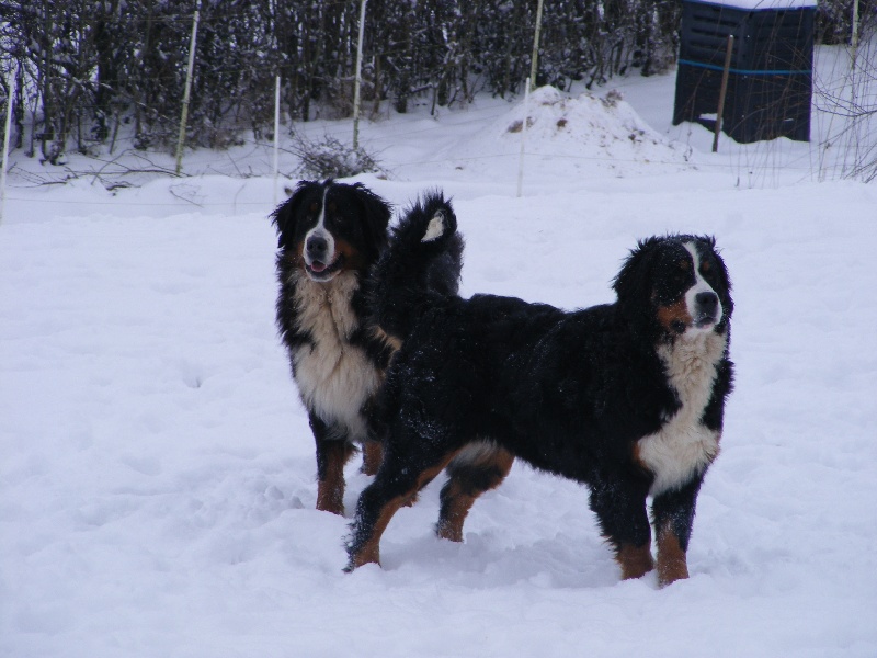 la neige 2010