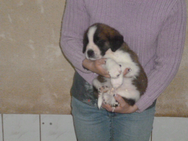 du domaine du roi richard - Chien du Saint-Bernard - Portée née le 04/01/2013