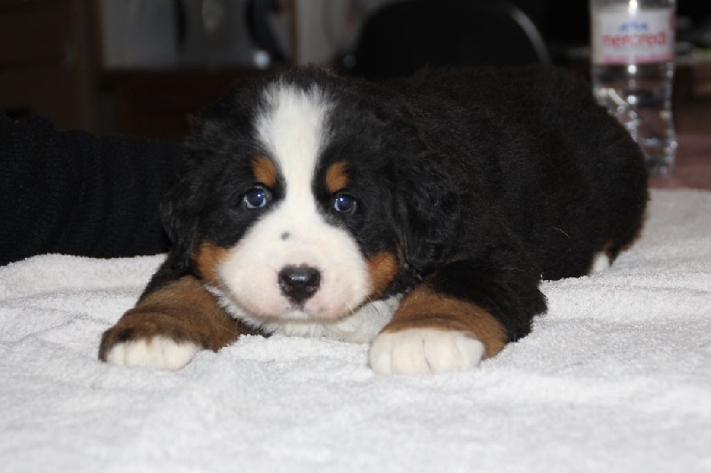 du domaine du roi richard - Bouvier Bernois - Portée née le 14/01/2016