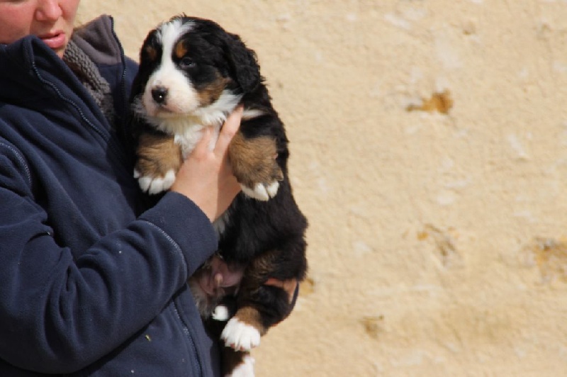 du domaine du roi richard - Bouvier Bernois - Portée née le 18/02/2015