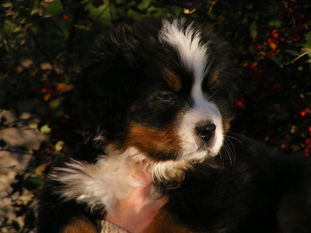 du domaine du roi richard - Bouvier Bernois - Portée née le 03/09/2012