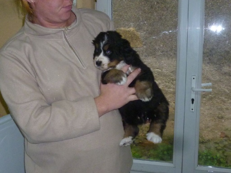 du domaine du roi richard - Bouvier Bernois - Portée née le 03/11/2014